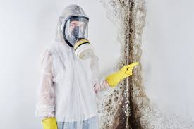 Best Black Mold Removal  in Woodbranch, TX